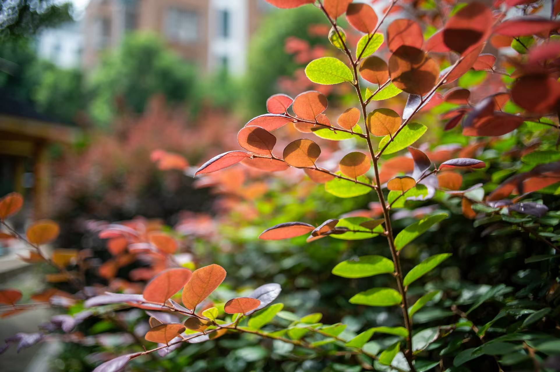 植物特写 - 焦外柔美虚化